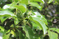 Acronychia pedunculata